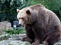Brown Bear Canada Royalty Free Stock Photo