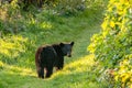 Brown bear in Canada