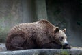 Brown bear, captive Royalty Free Stock Photo