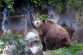 Brown bear, captive Royalty Free Stock Photo