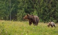 Brown bear