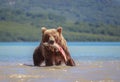 Brown bear catches lunch in Lake Kuril