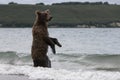 Brown bear catching fish in the lake