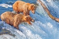 Brown bear catching jumping salmon in mid air at Brooks falls, Katmai National Park, Alaska Royalty Free Stock Photo