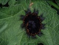 brown bear caterpillar with many hair