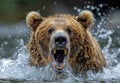 Brown bear is charging through the water with its mouth open. Royalty Free Stock Photo