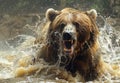 Brown bear is charging through the water with its mouth open. Royalty Free Stock Photo