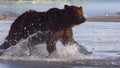 Brown bear chasing Salmon during a hunt