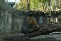 A brown bear climbed to the top of the mountain from logs.