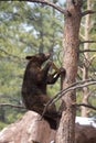 Brown Bear Climbing A Tree Royalty Free Stock Photo