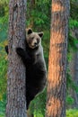 Brown Bear climbs tree