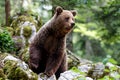 Brown bear - close encounter Royalty Free Stock Photo