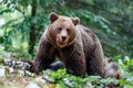Brown bear - close encounter Royalty Free Stock Photo