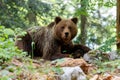 Brown bear - close encounter Royalty Free Stock Photo