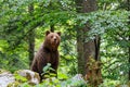 Brown bear - close encounter with a wild brown bear, Royalty Free Stock Photo