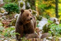 Brown bear - close encounter with a wild brown bear, Royalty Free Stock Photo