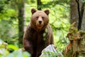 Brown bear - close encounter with a wild brown bear, Royalty Free Stock Photo