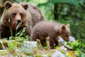 Brown bear - close encounter with a wild brown bear with cubs Royalty Free Stock Photo