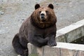 Brown bear - close encounter with a wild brown bear eating in the forest and mountains of the Royalty Free Stock Photo