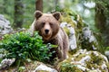 Brown bear - close encounter Royalty Free Stock Photo