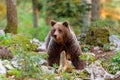 Brown bear - close encounter with a wild brown bear, Royalty Free Stock Photo