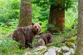 Brown bear - close encounter with a wild brown bear with cubs Royalty Free Stock Photo