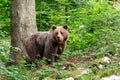 Brown bear - close encounter Royalty Free Stock Photo