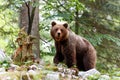 Brown bear - close encounter Royalty Free Stock Photo