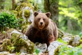Brown bear - close encounter with a wild brown bear, Royalty Free Stock Photo