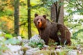 Brown bear - close encounter with a wild brown bear, Royalty Free Stock Photo