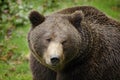 Brown bear, close-up detail portrait. Brown fur coat, danger animal. Fixed look, animal muzzle with eyes. Big mammal from Russia. Royalty Free Stock Photo