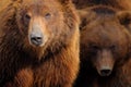 Brown bear, close-up detail portrait. Brown fur coat, danger animal. Fixed look, animal muzzle with eyes. Big mammal from Russia. Royalty Free Stock Photo