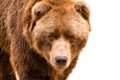 Brown bear close-up portrait