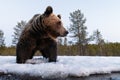 Brown bear on the last crust of snow at spring Royalty Free Stock Photo