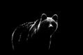 Brown bear contour on black background. Bear contour in black and white