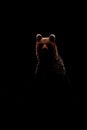 Brown bear contour in black background