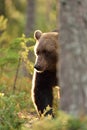 Brown bear in contra light Royalty Free Stock Photo