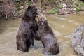 Brown bear couple cuddling in water. Two brown bears play in the water.