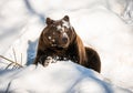 brown bear covered with snow lying in the National Park Bavarian Forest Royalty Free Stock Photo