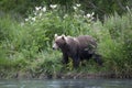 Brown bear on the Creek Bank