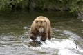 Brown bear crossing Brooks River