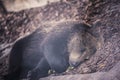 brown bear cub baby sleaping on belly on fallen spruce tree looking at camera with blur background.