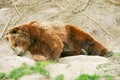 Brown Bear Cub In Bear Park Of Bern, Switzerland
