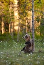 Brown bear cub chewing dry snag branch