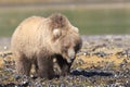 Brown bear cub clamming after tide Royalty Free Stock Photo