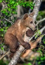 Brown bear cub climbs a tree. Natural habitat. Royalty Free Stock Photo