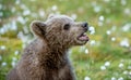 Brown Bear cub. Closeup portrait of Brown bear cub. Playing on the field among white flowers. Scientific name: Ursus arctos Royalty Free Stock Photo