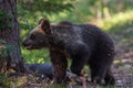 Brown bear cub in Finland forest