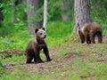 Brown bear cub in the forest Royalty Free Stock Photo