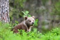 Brown bear cub in the forest eating leaves from a young tree Royalty Free Stock Photo